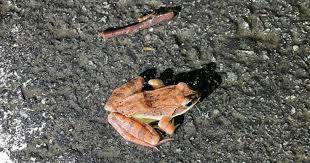 Check out our tablets for kids, learning toys and educational games. Helping Frogs Hop Home Amphibians Migrate On Big Night Inklings News