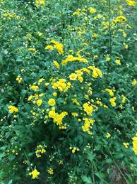 Image result for Chrysanthellum indicum