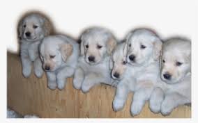 Located near chadron, in western nebraska our family proudly breeds and raises akc english cream golden retrievers. Home Golden Retriever Puppies Png Transparent Png 800x533 Free Download On Nicepng