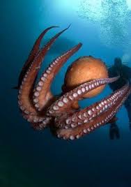 صور الكائنات الحية من اعماق البحار و المحيطات اخبار العراق Beautiful Sea Creatures Underwater Creatures Animals