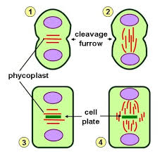Cleavage Furrow Definition And Function Biology Dictionary Cleavage partitions the egg cytoplasm without additional cell growth taking place. cleavage furrow definition and