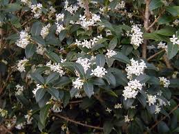Les boutons floraux aux belles formes géométriques seront aussi du plus bel effet. Haie De 15 Arbustes Persistants Fermeture Visuelle Toute L Annee