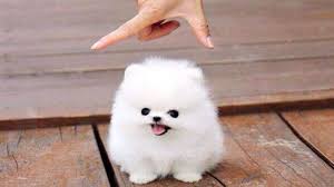 Il pelo del cane di razza lowchen è abbastanza lungo, ondulato ma non riccio e forma un fiocco sulla coda. 10 Razze Di Cani Miniature Che Non Crederai Esistano Realmente Youtube