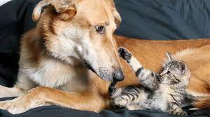 Some Flea And Tick Medications Are Causing Seizures In Cats And Dogs The Fda Warns Mental Floss