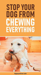 How To Stop Your Dog From Chewing Everything In Sight Stop Dog Chewing Dogs Dog Chews