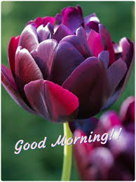 Pin By Pu On Good Morning Amazing Flowers Pretty Flowers Beautiful Flowers