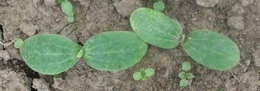 Zucchini werden sonst sehr schnell reif und verderben. Zucchini Anbau Alles Wissenswertes Tegut