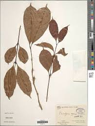 Image result for Virectaria major