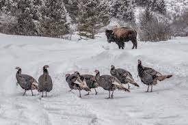 See more ideas about west yellowstone, yellowstone, yellowstone national park. Ynpforever On Twitter Maybe The Only Time In Yellowstone Where You Ll See More Turkeys Than You Do Bison Have A Happy Thanksgiving And Holiday Weekend Gillian Lloyd Imagesbygillian Https T Co 87zuyzm8bq