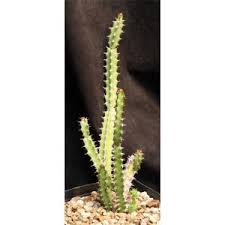 Image result for Euphorbia espinosa