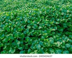 Image result for Nasturtium microphyllum