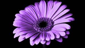 Maybe you would like to learn more about one of these? Wallpaper Violet Daisy Flower Violet Daisy Flower 1920x1080 Wallpaper Teahub Io