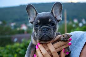 Maybe you would like to learn more about one of these? Blue And Tan Color Frenchies Tomkings Kennel