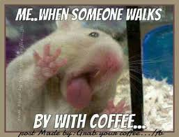 Pin By Dee Cairns On Coffee Funny Animal Images Funny Pictures Laugh