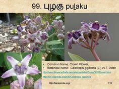 An old world species macaronaceae (cape verde and the canary islands and madera) was distributed across africa, the mediterranean, southern western asia, arabia, western iran and southeast india. 99 à®šà®™ à®• à®‡à®²à®• à®• à®¯ à®®à®²à®° à®•à®³ Ideas Flower Names Flowers Botanist
