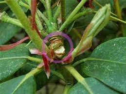 How To Deadhead Rhododendrons And Azaleas To Maximize Blooms And Prevent Disease Read On To Learn More At The Ameri Pruning Rhododendrons Azaleas Rhododendron