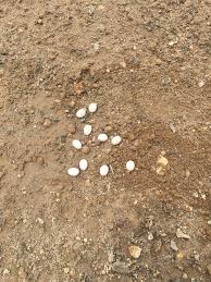 That Moment When You Realize You Ran Across Something In The Soil That Just Doesn T Belong 10 This Day 8 The Nex In This Moment Garden Design That Moment When