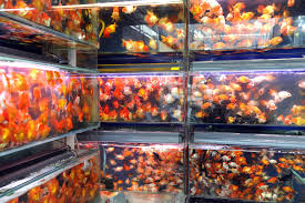 Fish & seafood markets wholesale meat butchering. Old Residential Quarter Pet Market Fish Shanghai Geography Im Austria Forum