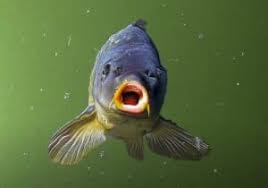 Draw an oval and a rectangle guideline for the fish's body. Realistic Fish Drawing Easy For Beginners How To Draw A Fish