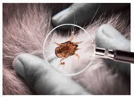 Image result for what do otodectes cynotis look like in dog fur