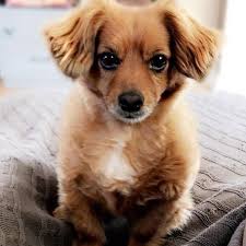 Lost Dog Mound Dachshund Long Haired Chihuahua Mix Male Date Lost 07 07 2019 Dog S Name Beans Breed Of Dog Dachshund Long Hair Losing A Dog Dog Ages Dogs