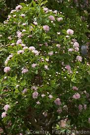 Image result for Dais cotinifolia