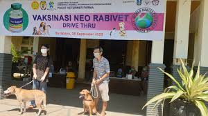 Kegiatan selama praktek kerja lapangan d3 paramedik veteriner, fakultas vokasi, universitas airlangga. Pusvetma Lakukan Vaksinasi Rabies Drive Thru Pertama Di Indonesia