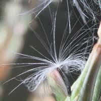 Image result for Launaea intybacea