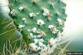 Cochineal, a scale insect, is a common pest on prickly pear plants, and the insects are collected to make a valuable red dye called cochineal, which is used to. What Is Cochineal Scale Learn About Cochineal Scale Treatment
