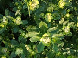 Image result for Enydra fluctuans