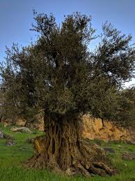 Local Guides Connect Roman Olive Trees In Jordan Local Guides Connect