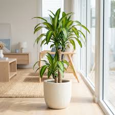 Image result for Dracaena fragrans