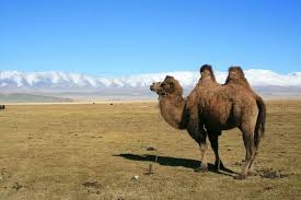 How good is your relationship? Another Camel And Mountain Shot Photo
