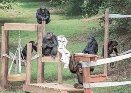 She died at an age of around 75 to 80 years at lion country safari, florida. Chimps Living In Harmony Project Chimps