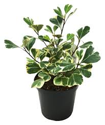 Image result for F kus Ficus