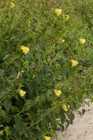 Image result for Hibiscus dongolensis