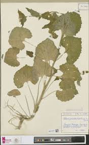 Image result for Rhabdophyllum welwitschii