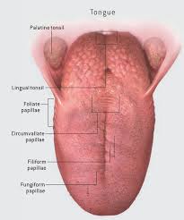 Sensory Organ Tongue Ssds Science