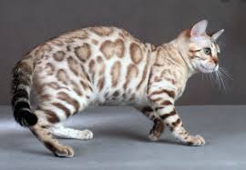 The most common cat coat pattern material is metal. Facts Of Bengal Cat Coat Patterns And Colors Petco Near Me Bengal Cat Silver Bengal Cat Asian Cat