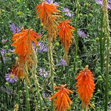 Image result for Kniphofia grantii