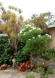 Plumeria Pudica Plumeria Pudica Tropical Landscaping Planting Flowers
