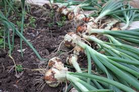 When to pull onions from garden. Growing Onions Austin Urban Gardens