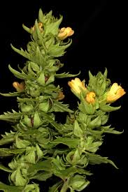 Image result for Alectra sessiliflora