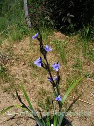 Image result for Aristea ecklonii