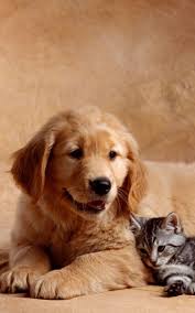 Download Wallpaper 800x1280 Dog Cat Kitten Baby Hd Background Funny Cats And Dogs Dogs Raining Cats And Dogs