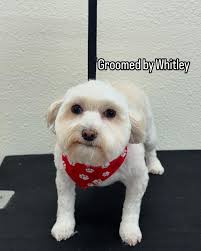 Hi everyone, I'm opening my appointment book. I will be open for the 22nd  of April. Can't wait to meet your fur babies ❤️🐶