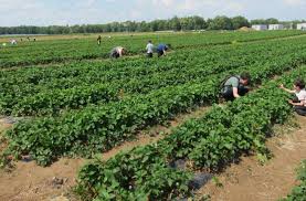 La ferme du logis située à jumeauville propose aux visiteurs la cueillette de ses fruits, légumes. L Amour Est Dans Le Panier Cueillir Ses Fruits Et Legumes En Ile De France