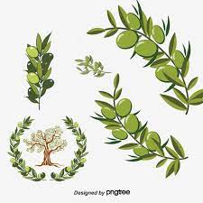 Vector Green Olive Branch Olive Branch Olives Leaf Png Transparent Clipart Image And Psd File For Free Download Olive Branch Branch Vector Green
