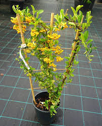 Image result for Pyracantha coccinea golden charmer