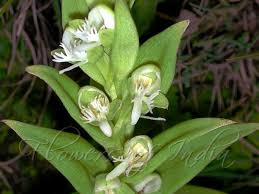 Image result for Habenaria petitiana